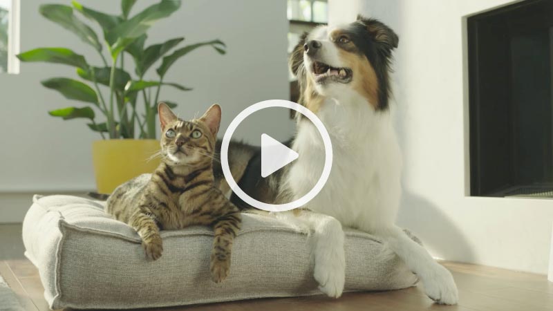 A striped, short-hair house-cat and border collie dog lying beside each other on a large cushion.