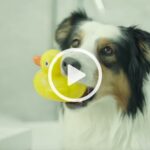 Closeup of a border collie dog with a yellow rubber duck toy in its mouth.