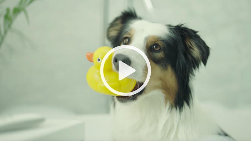 Closeup of a border collie dog with a yellow rubber duck toy in its mouth.